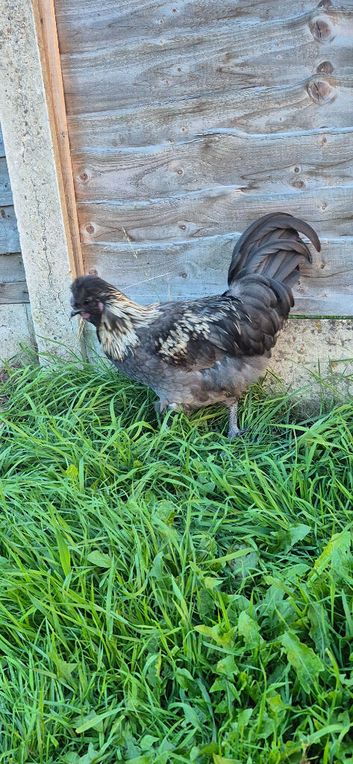 Satin rooster
