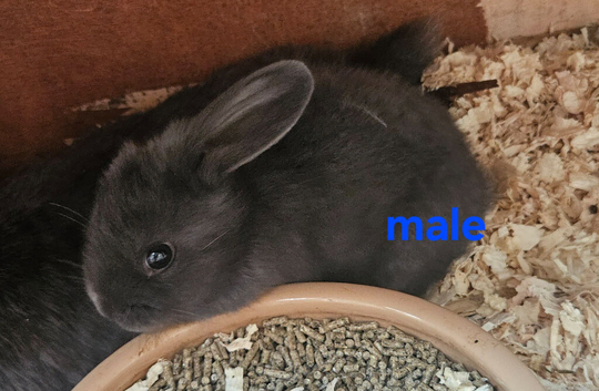 Minilop x american blue