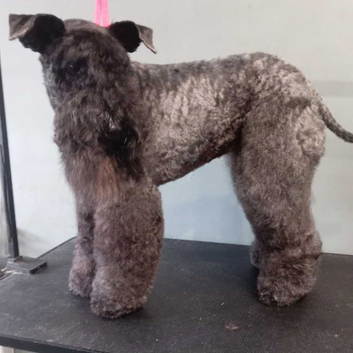 Canine conundrum dog grooming/walks