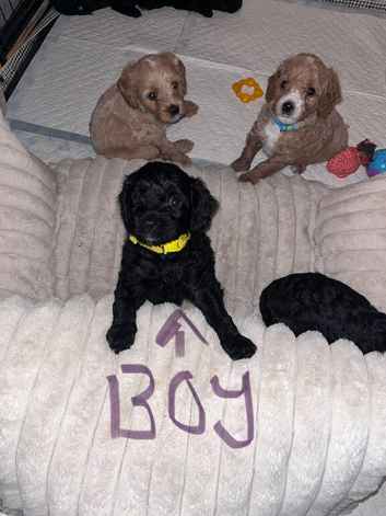 Last male pup looking for forever home.