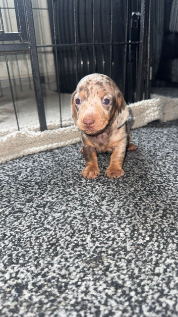 Miniature dachshund puppies