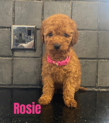 Beautiful 4th generation Red Minature Poodle Pups