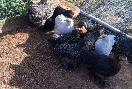 Pekin bantam pullets