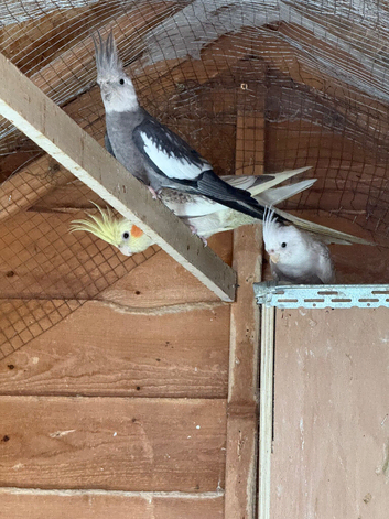 cockatiels