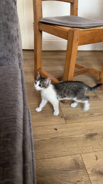 one kitten needing a new home asap!!