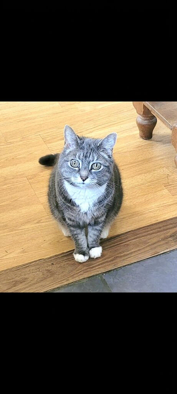 Missing. My beautiful Olive 14year old grey with white chest and feet.  Missing from Nettleham.  Lincoln  LN2