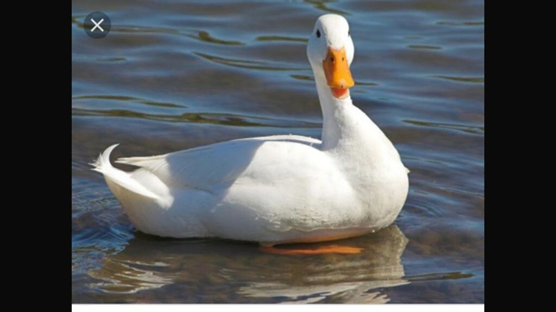 White mallard Fertile eggs
