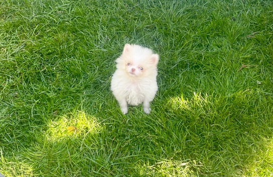 Tiny white cream boy blue eyes