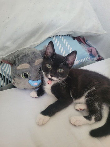 Kitten 1