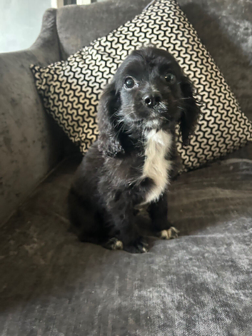 Cocker spaniel