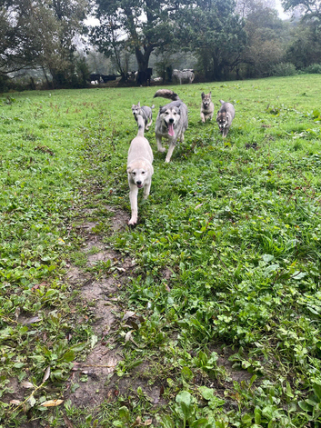 Malamute mix puppies for sale