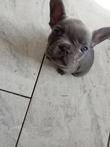 5 Boy frenchies for sale,