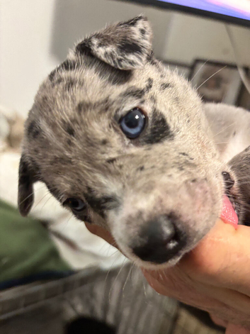 1 LEFT Gorgeous Staffy x Blue Merle Collie Pups
