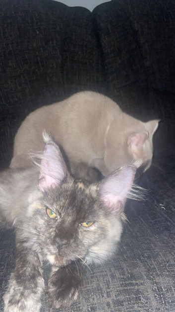 Mainecoon female 4 sale