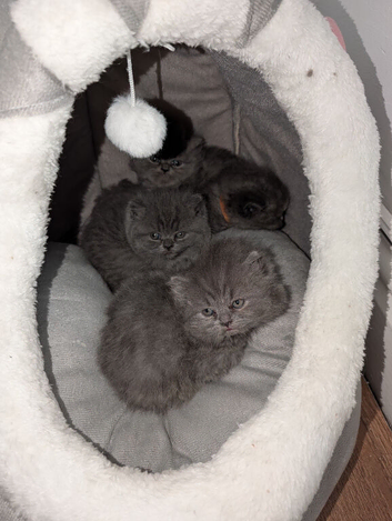 Kittens British Shorthair