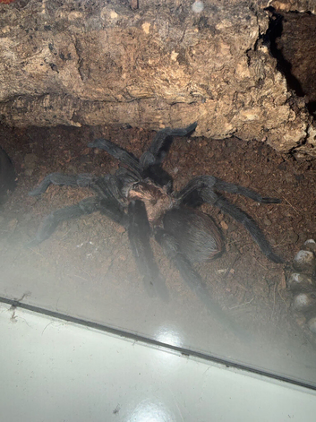 Mature Male Aphonopelma Anax