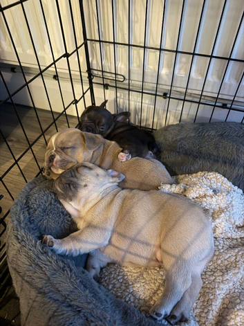 French bulldog puppies