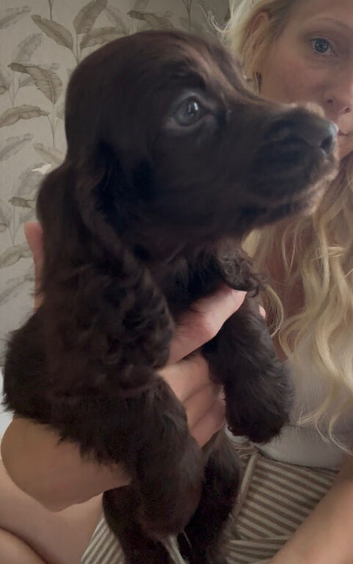 Beautiful litter of show cocker spaniel puppies all heath checked with certification