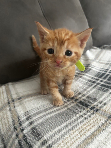 5 kittens ready to leave 29th August