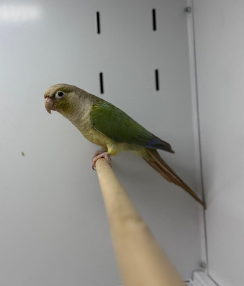 Conure
