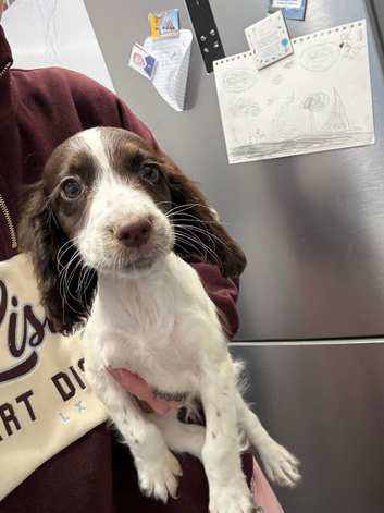 Fantastic working cocker spaniels