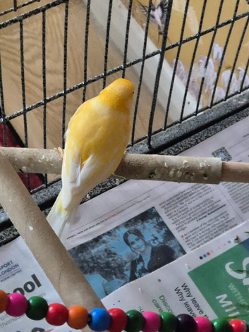 Canary male