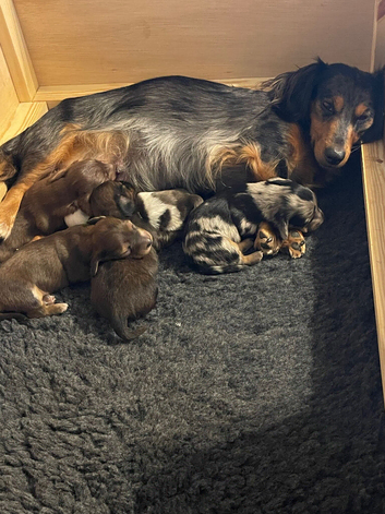 Beautiful litter of longhaired miniature dachshunds
