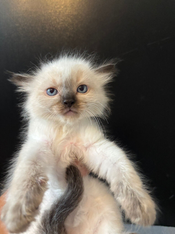 LAST MALE RAGDOLL STUNNING READY NOW