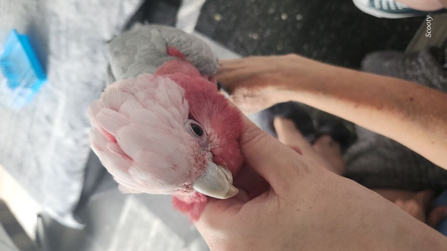 Stupid tame cookie the galah cockatoo