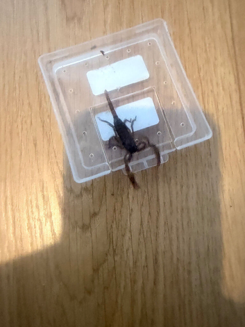 Baby Asian Forest Scorpions for sale