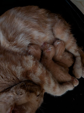 3 gorgeous ginger kittys looking for forever homes