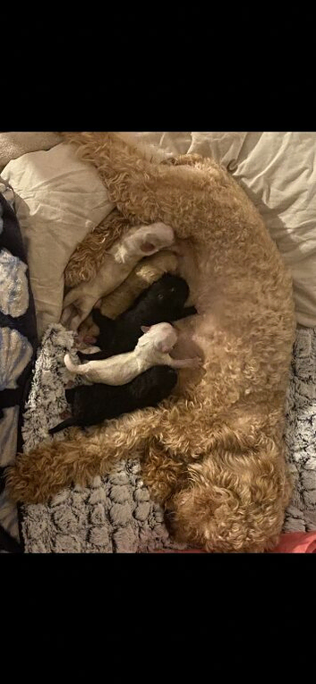 6 beautiful fluffy puppies born to our pretty Cavapoo Angie