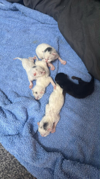 Kittens