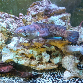 Dwarf Snakehead