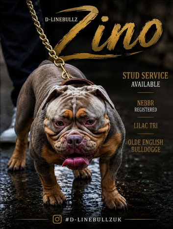 OEB STUD ZINO