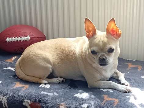 Chihuahua