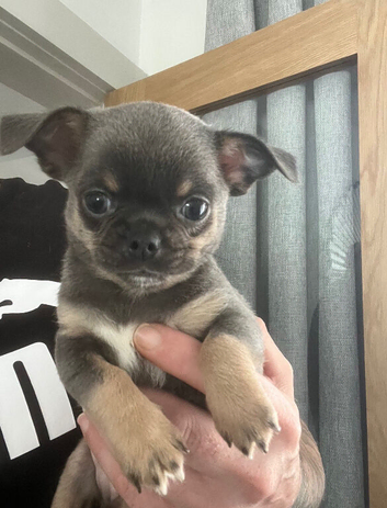 Chihuahua puppies (READY NOW)