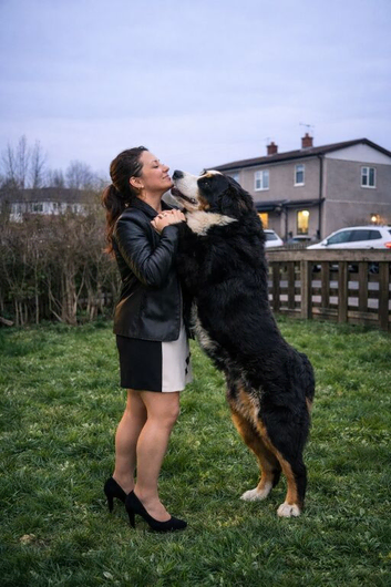Top Quality Bernese Mountain Dog - Stud Service