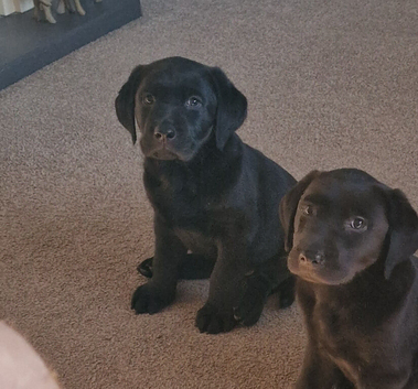 Male labrador puppy for sale
