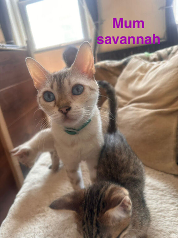 Beautiful kittens for sale