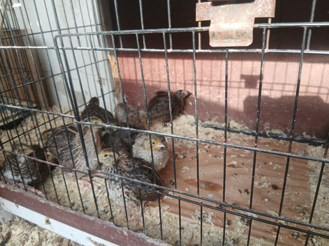 Jumbo courtnix quails