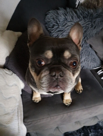 KC registered Bentley is available for stud