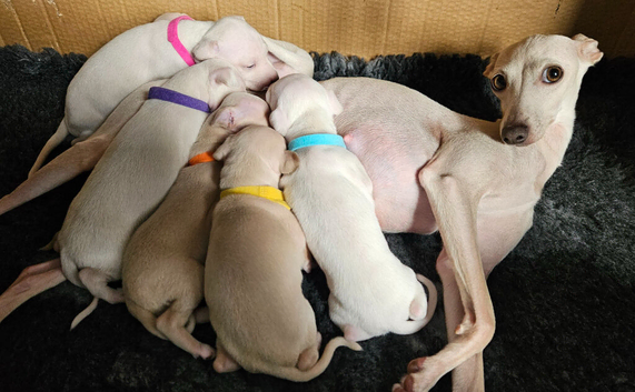 KC Registered Cream Italian Greyhound Puppies