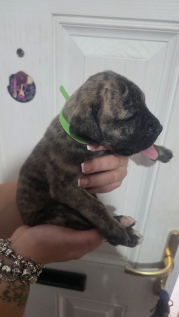 Presa canario x American p bully puppys