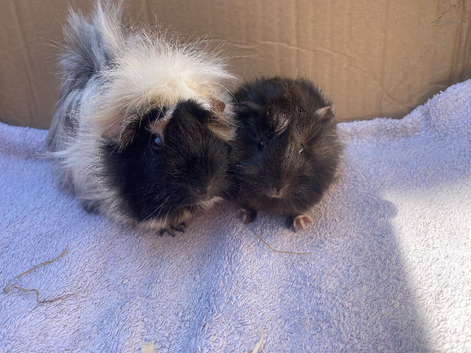 Mother & daughter Guinea pigs