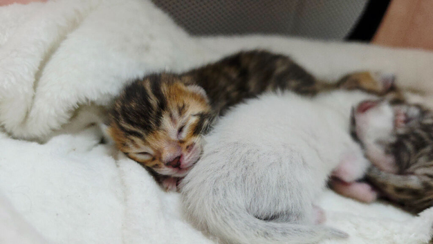 Exquisite Pedigree Bengal Kittens
