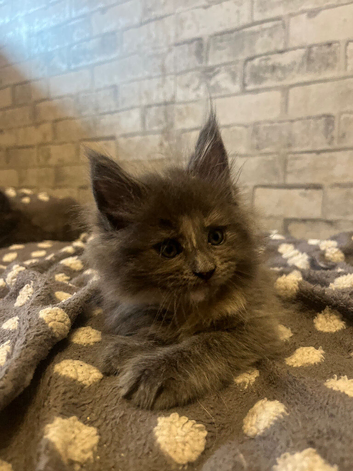 MAIN COON-  pure breed