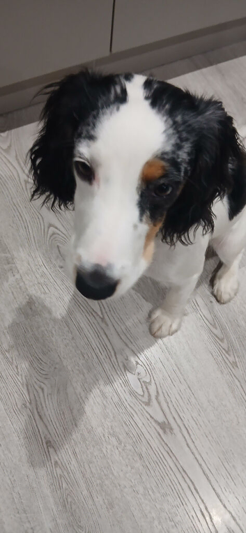 Working Cocker spaniel 7 mths