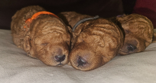 Licensed breeder, kennel club tiny red toy poodles