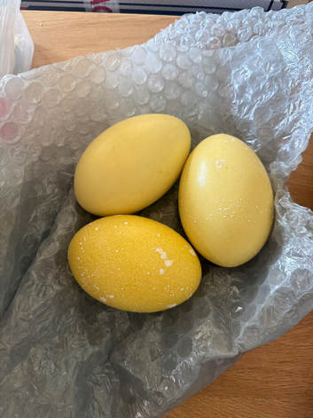 Rhea Fertile Hatching Eggs White & Grey